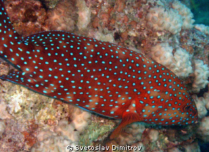 Red Grouper - Red sea by Svetoslav Dimitrov 
